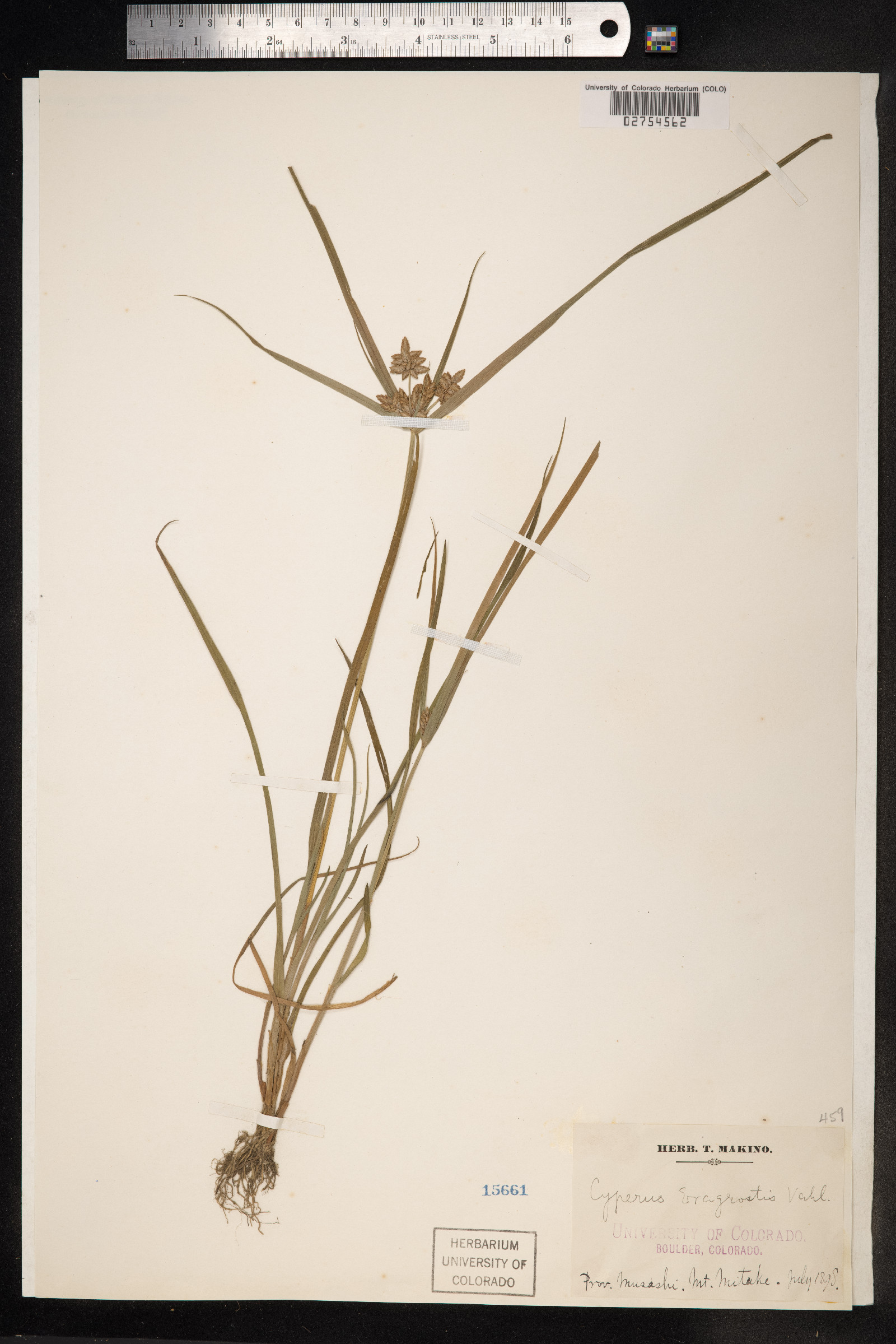 Cyperus eragrostis image