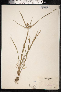 Cyperus eragrostis image
