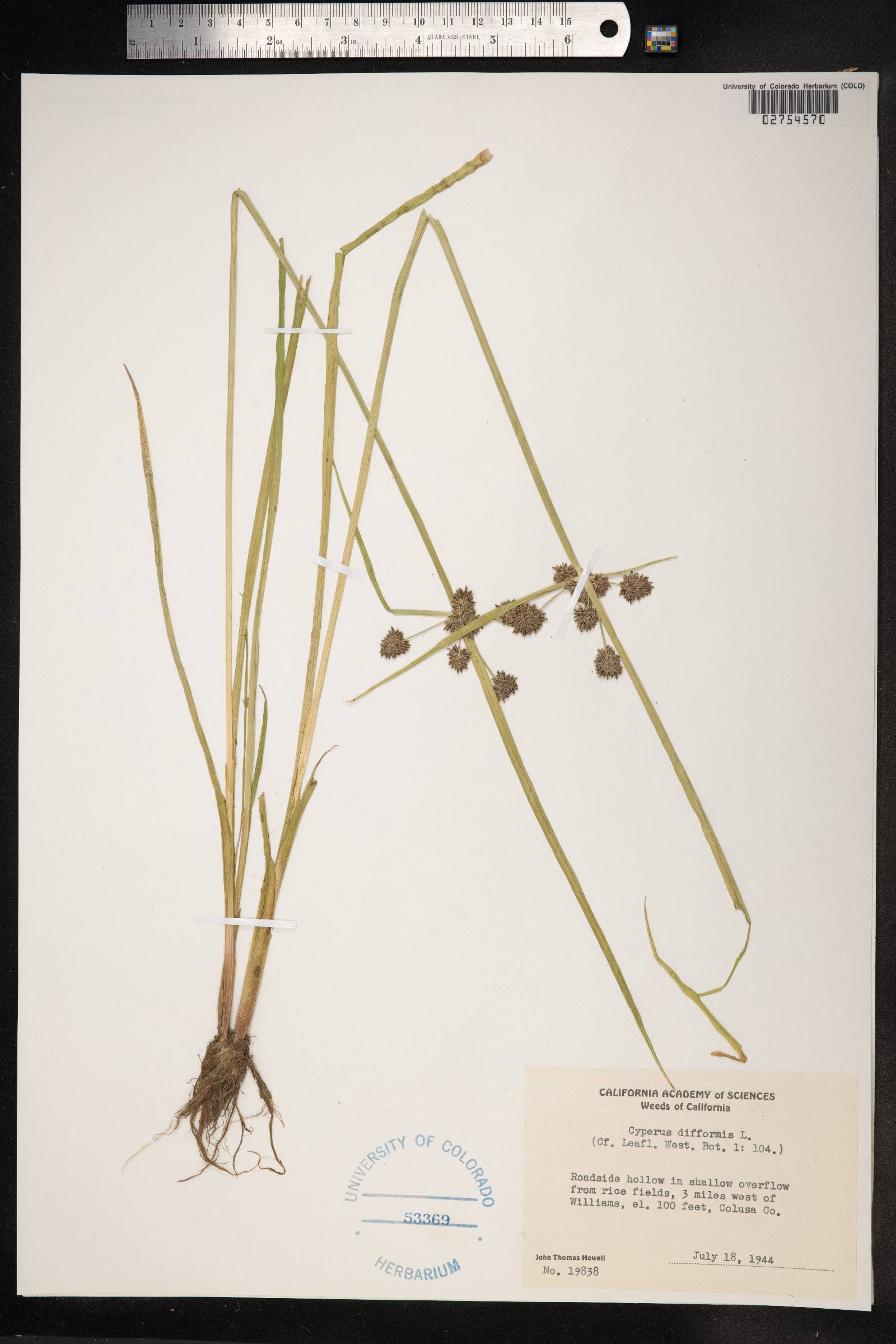 Cyperus difformis image