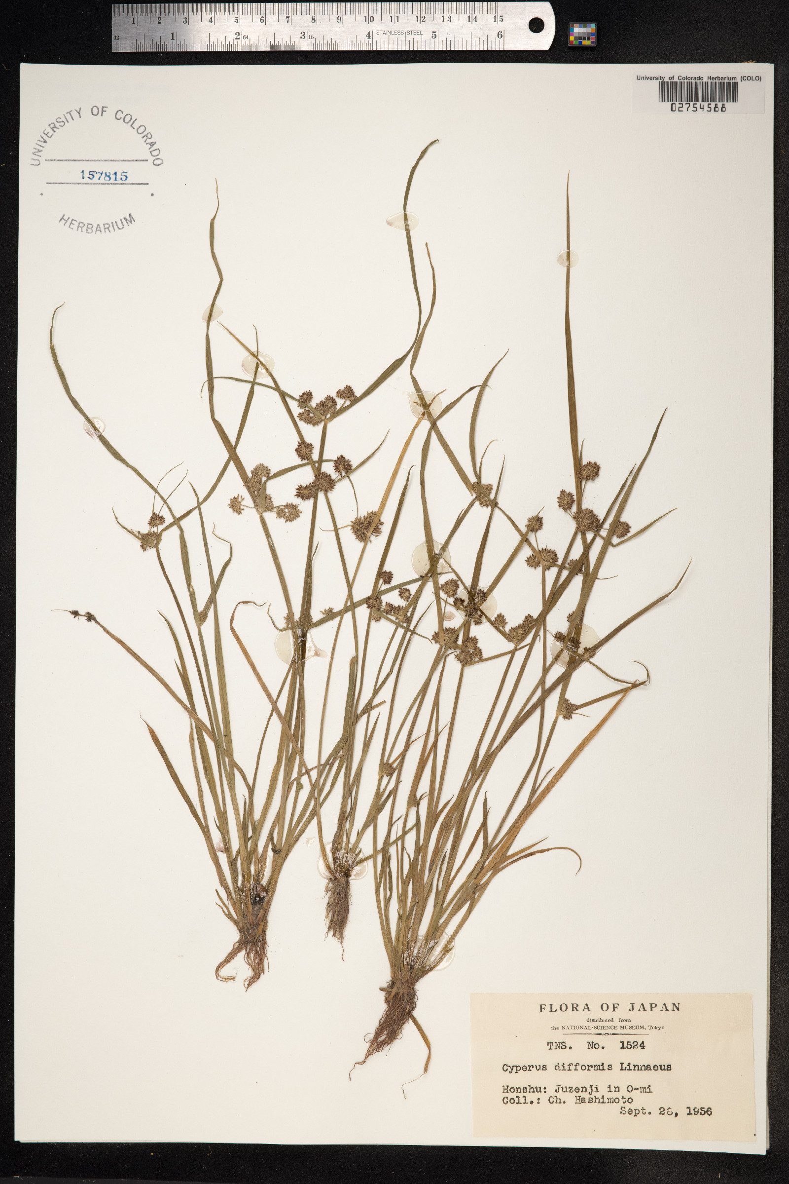 Cyperus difformis image