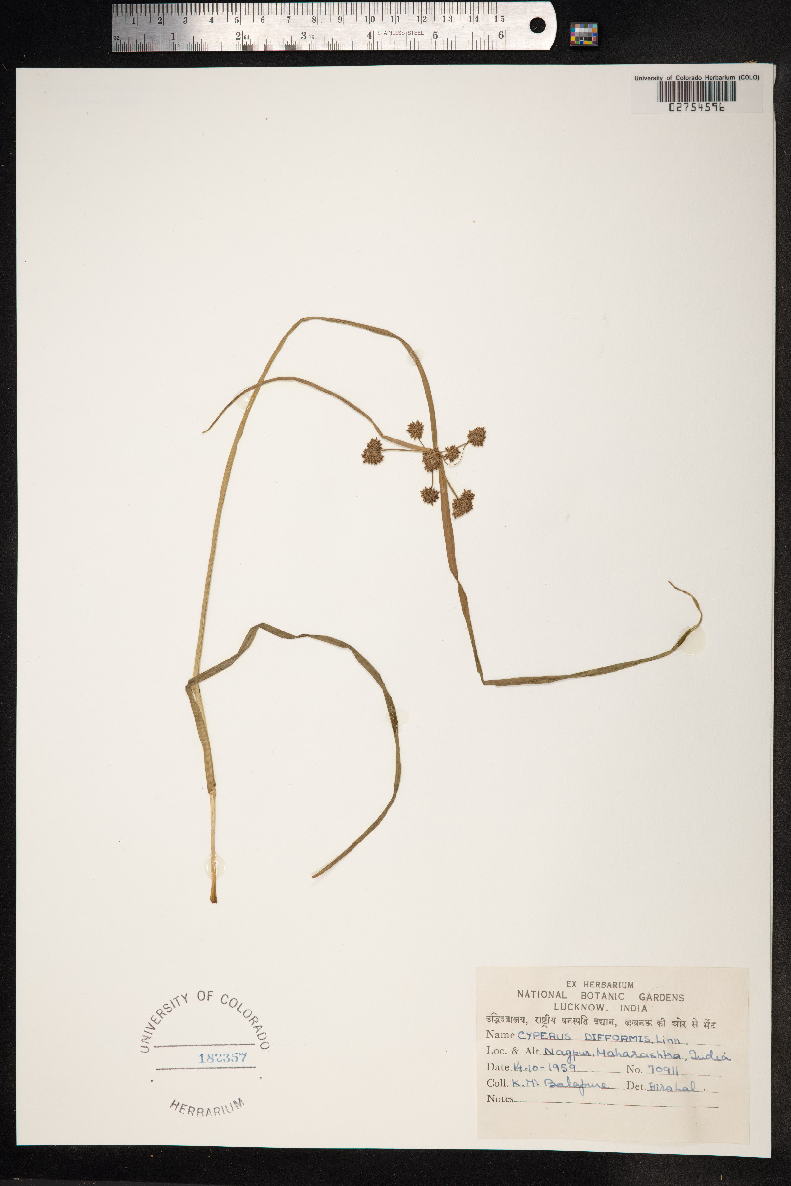 Cyperus difformis image