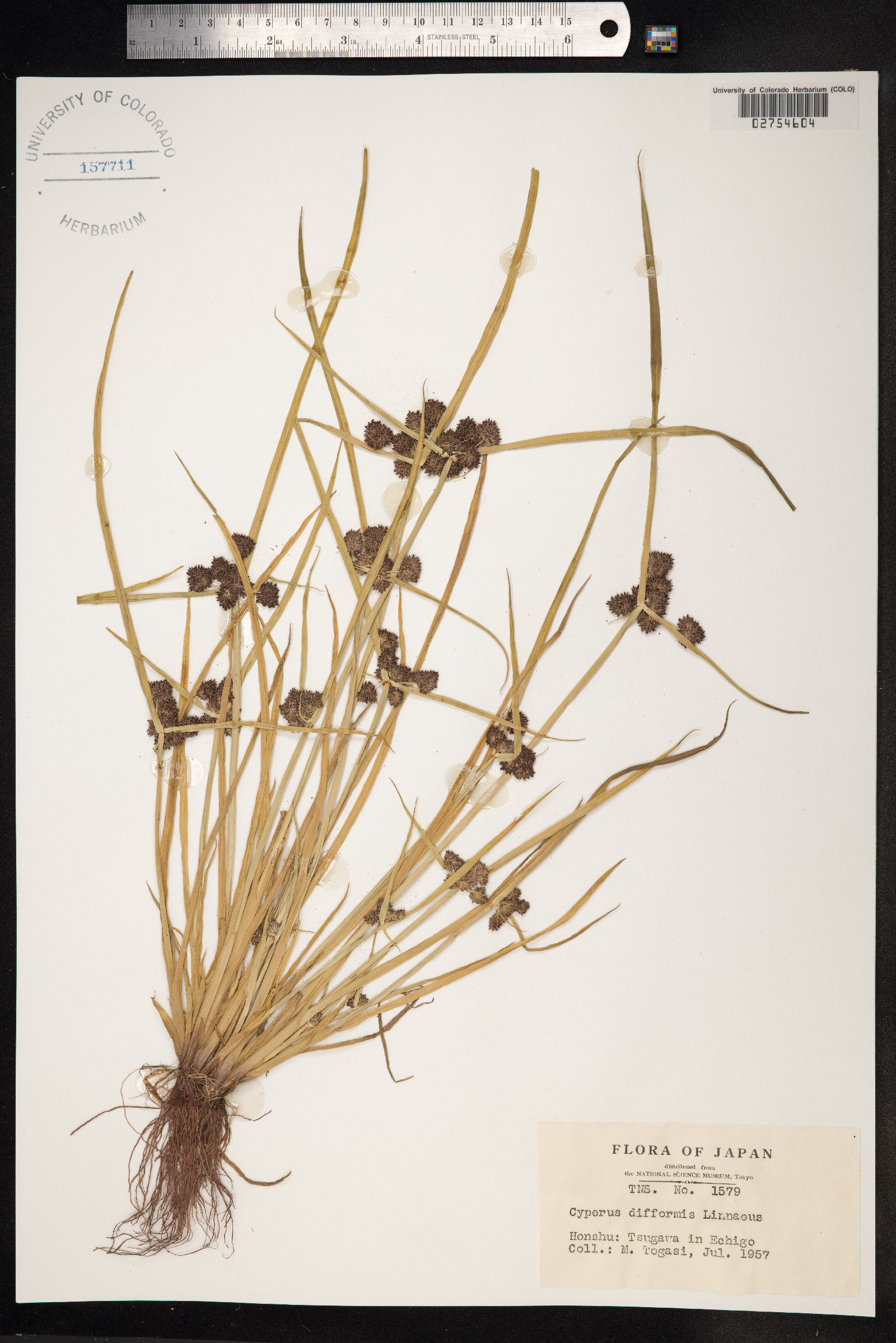 Cyperus difformis image