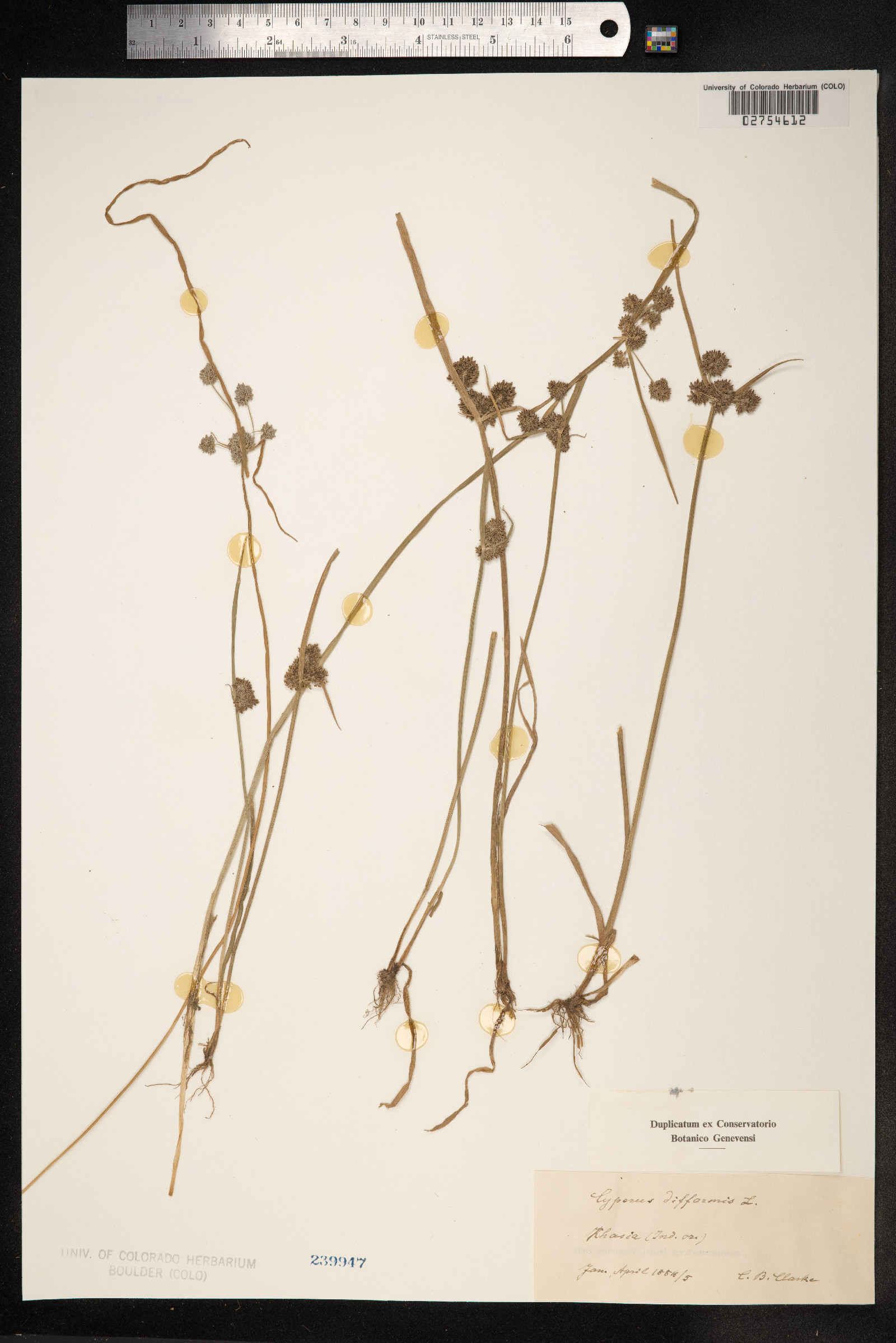 Cyperus difformis image