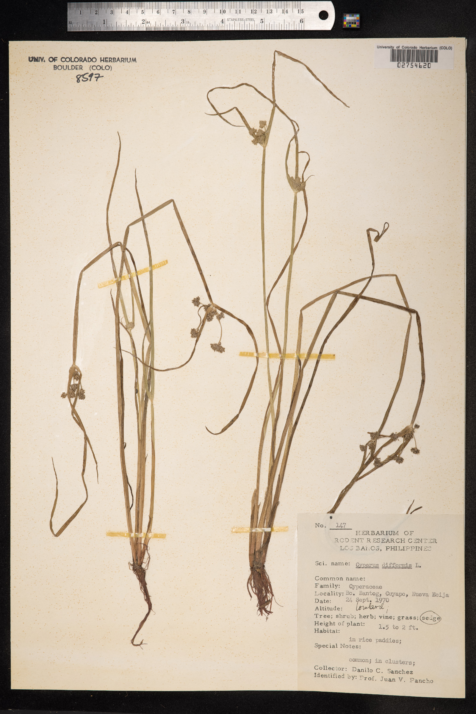 Cyperus difformis image