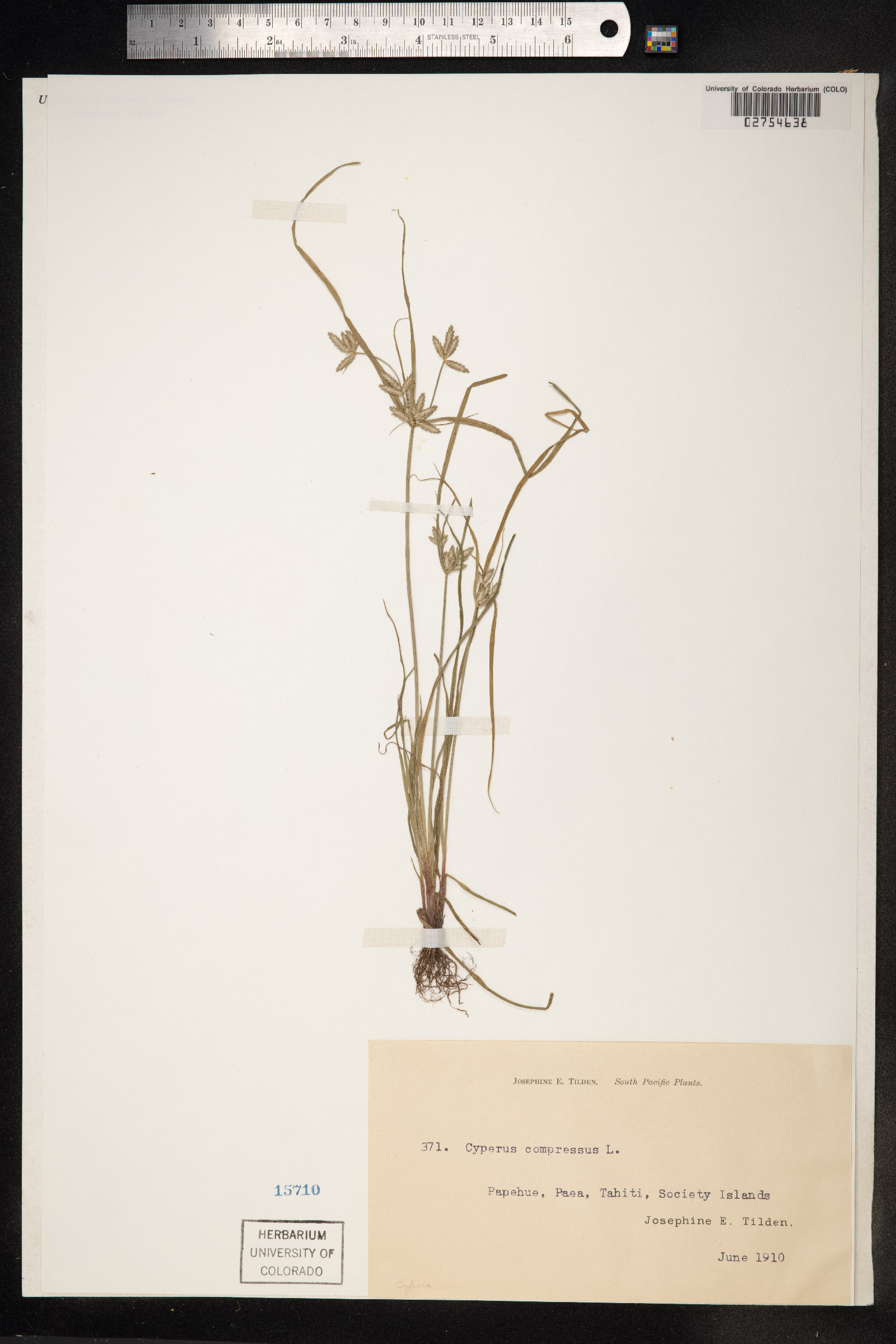 Cyperus compressus image