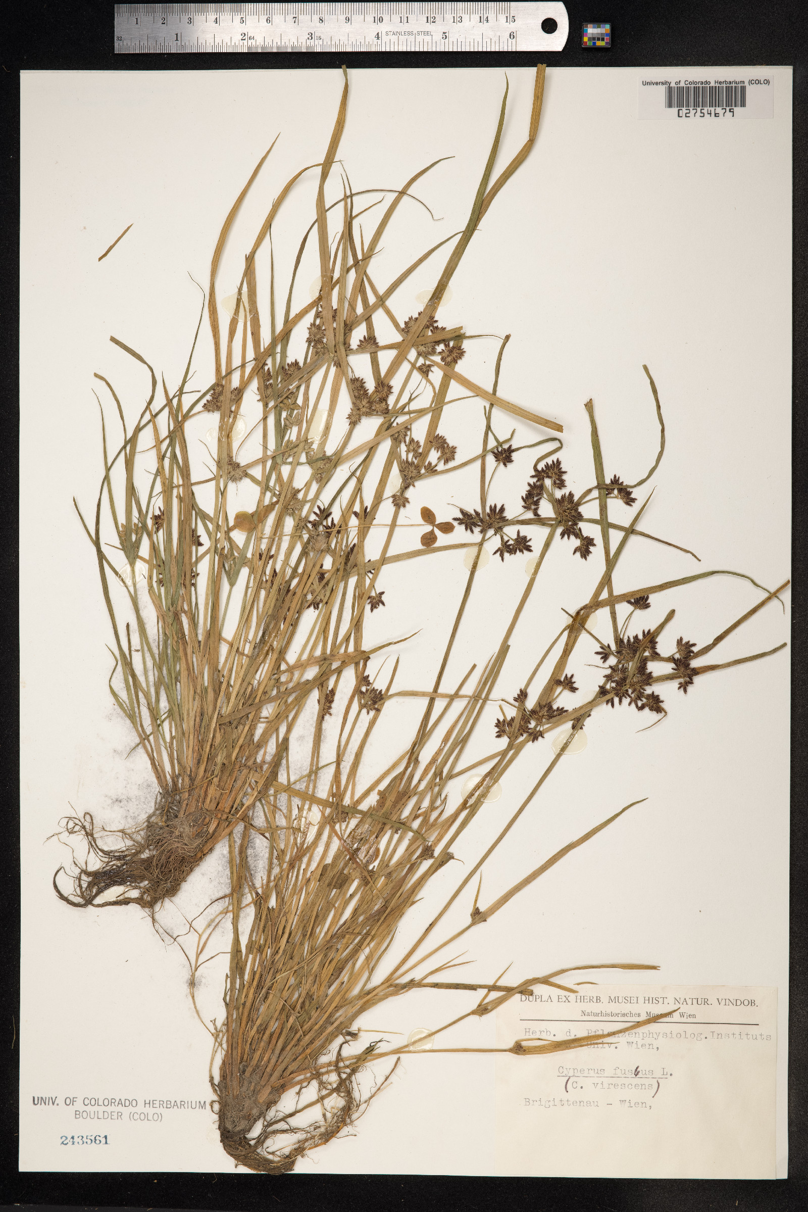 Cyperus fuscus image