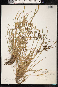 Cyperus fuscus image