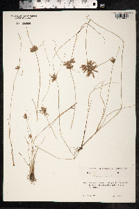 Cyperus fuscus image