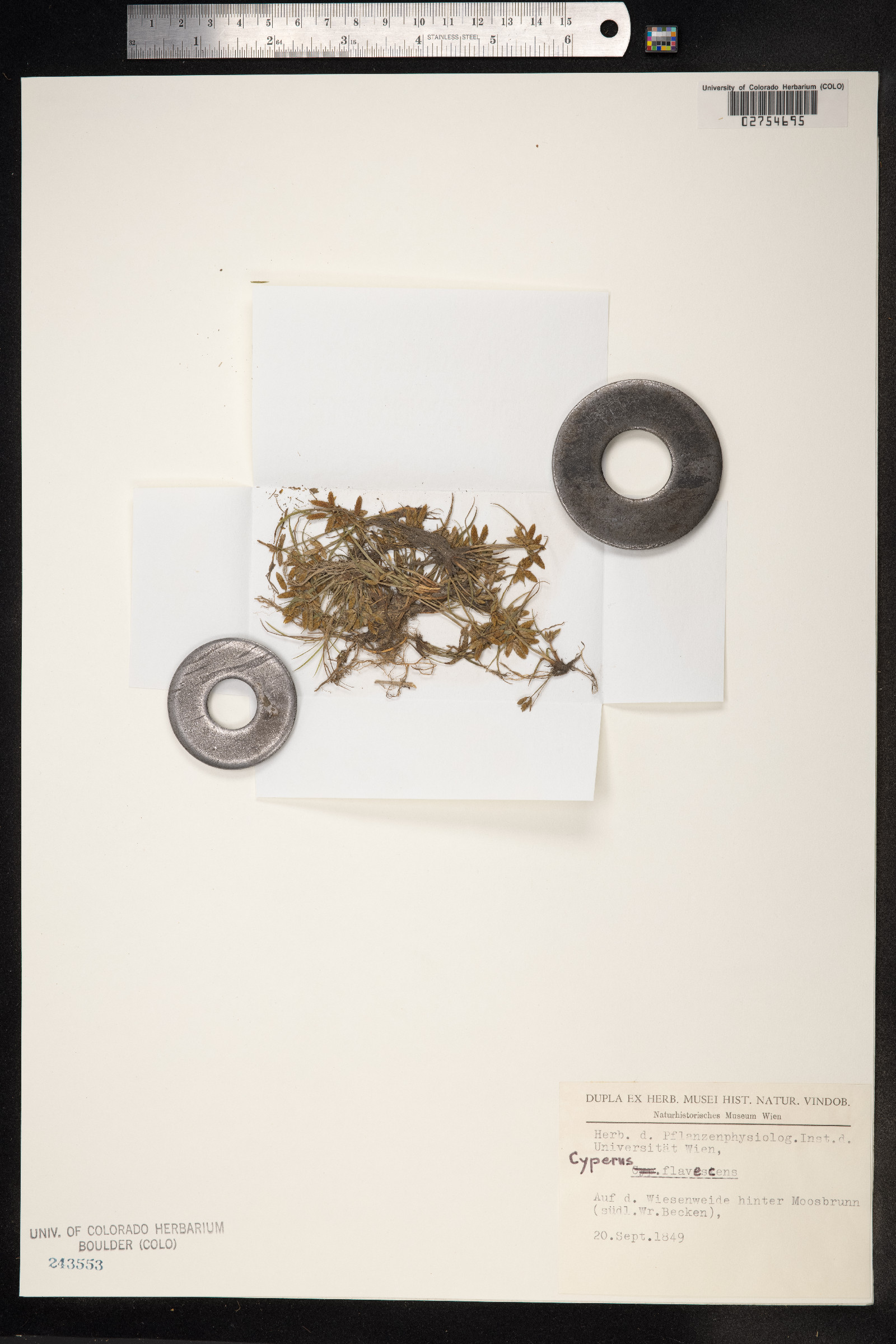Cyperus flavescens image