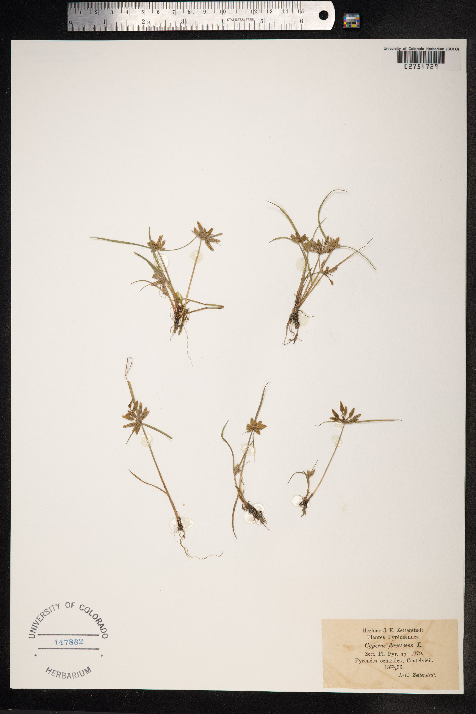 Cyperus flavescens image