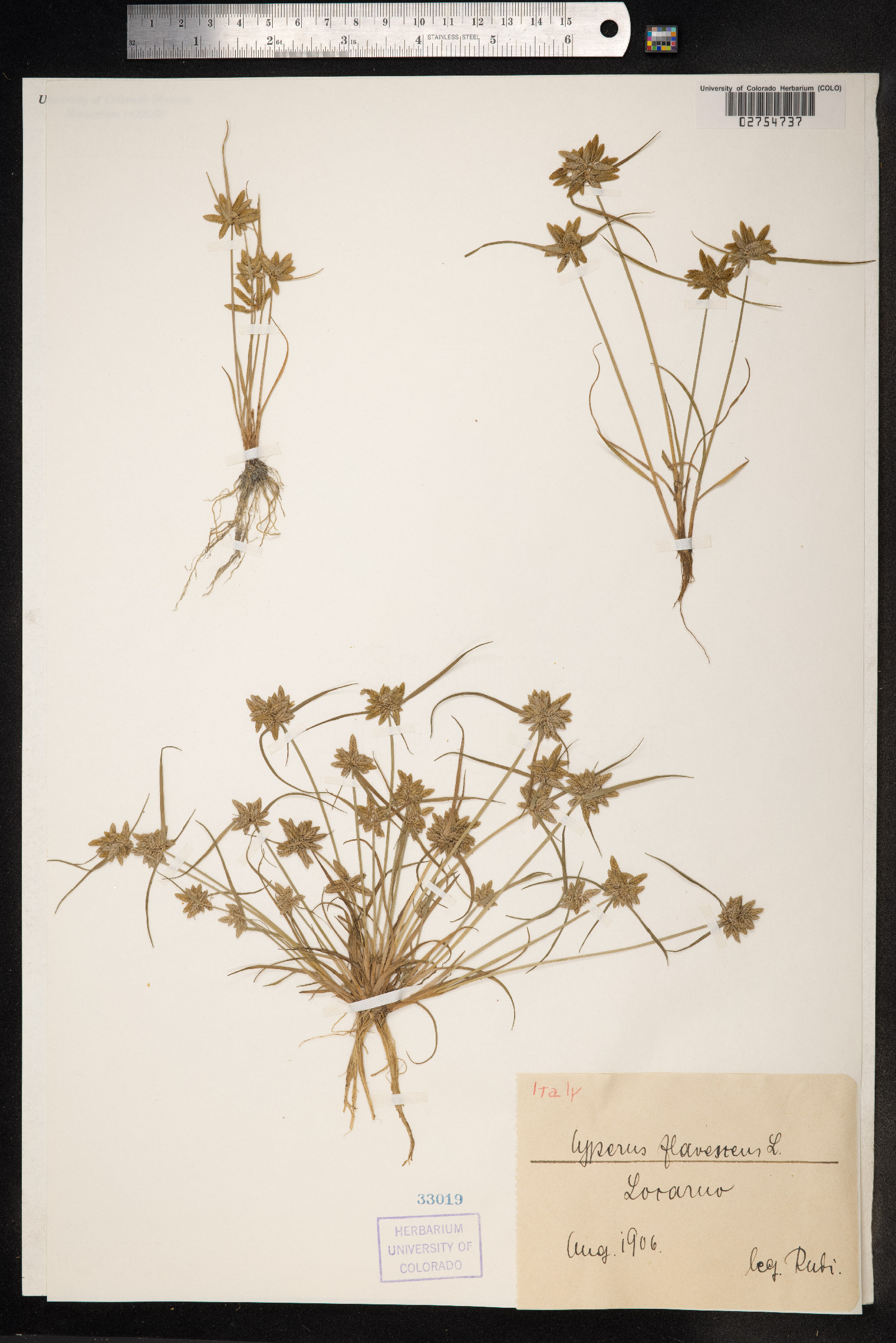 Cyperus flavescens image