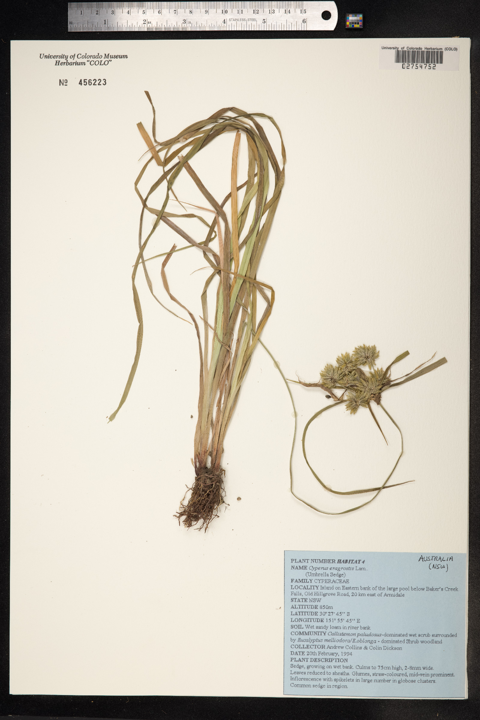 Cyperus eragrostis image
