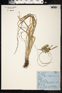 Cyperus eragrostis image