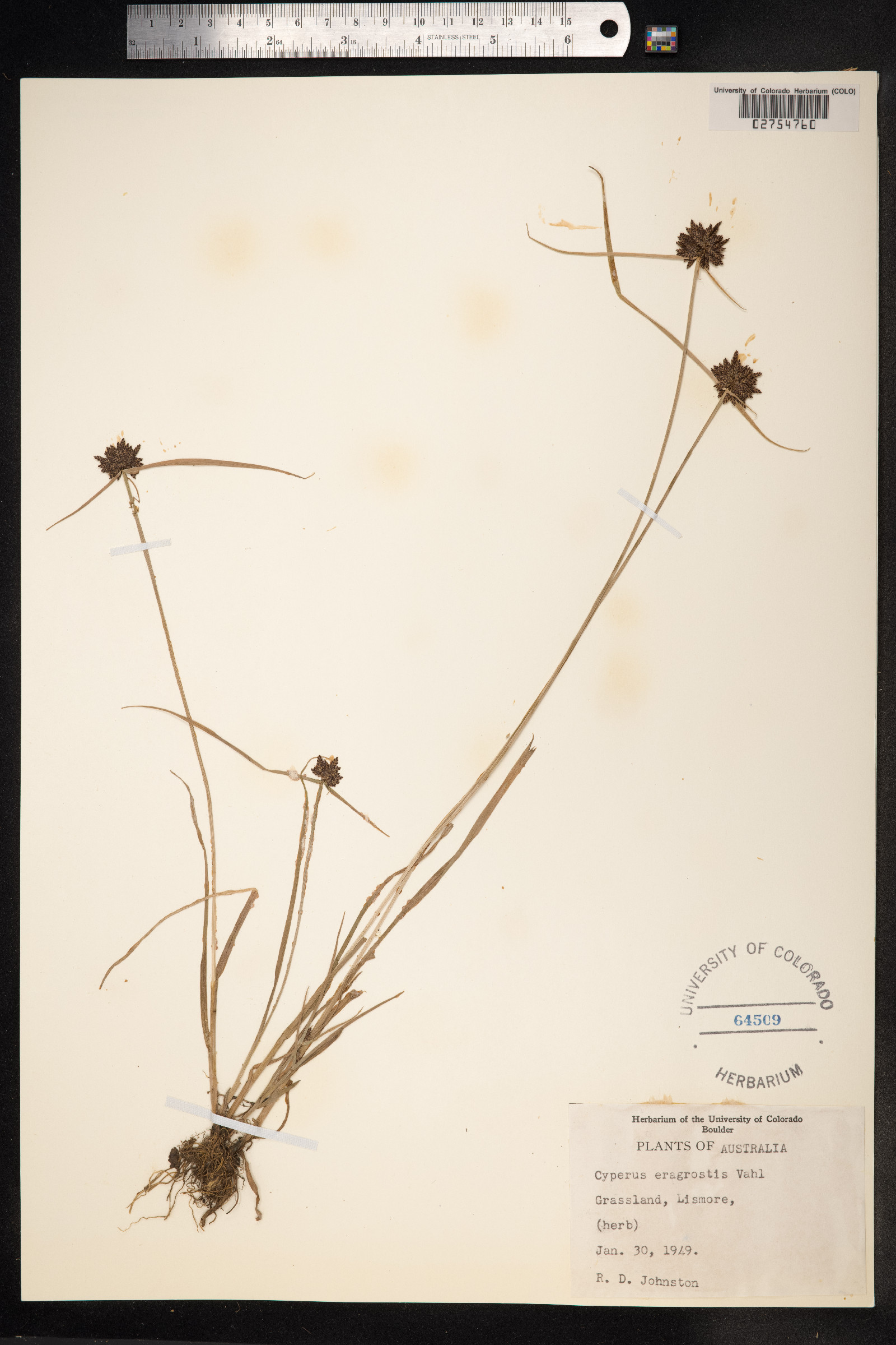 Cyperus eragrostis image