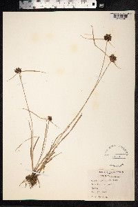 Cyperus eragrostis image