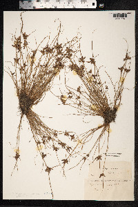 Cyperus eragrostis image