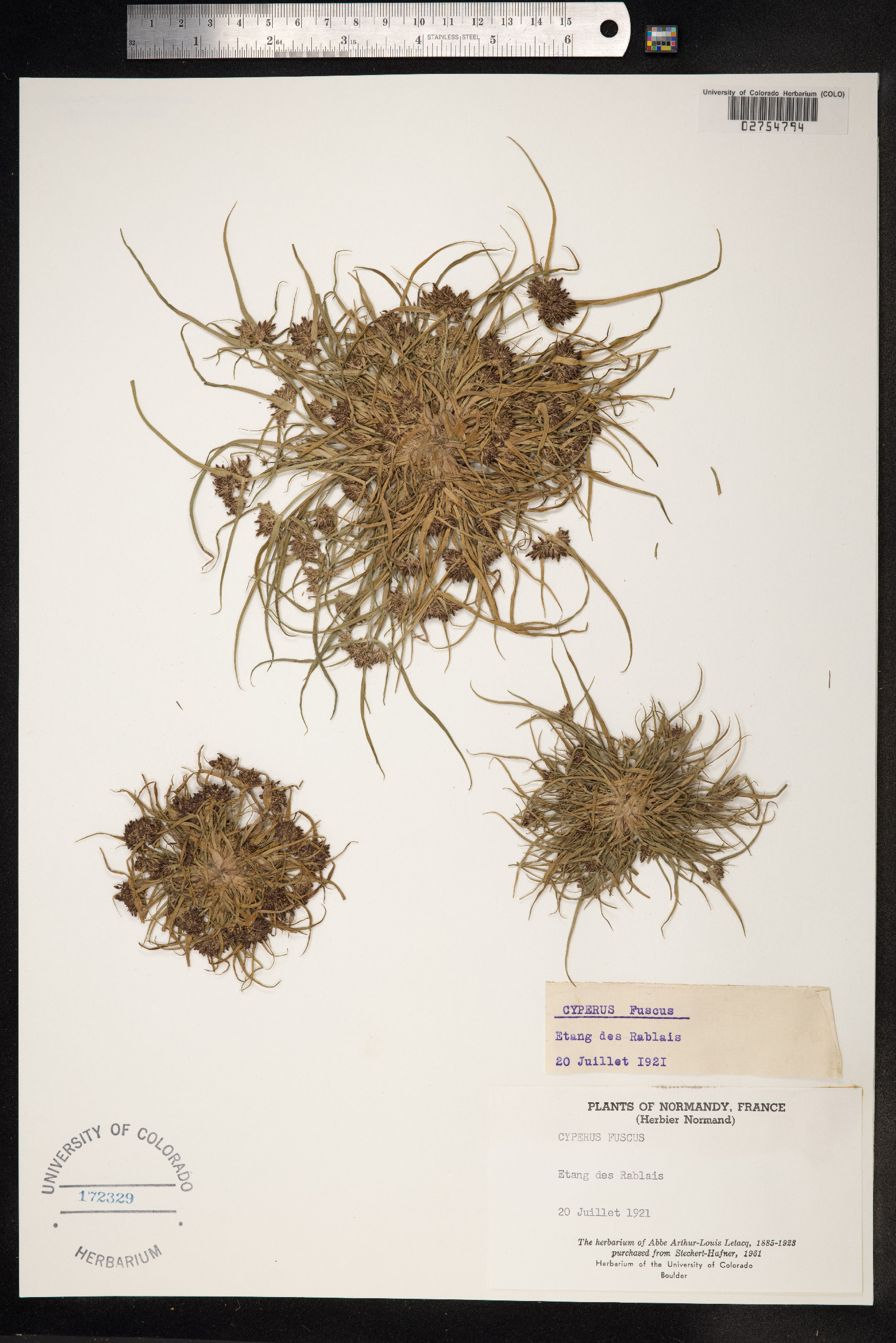 Cyperus fuscus image