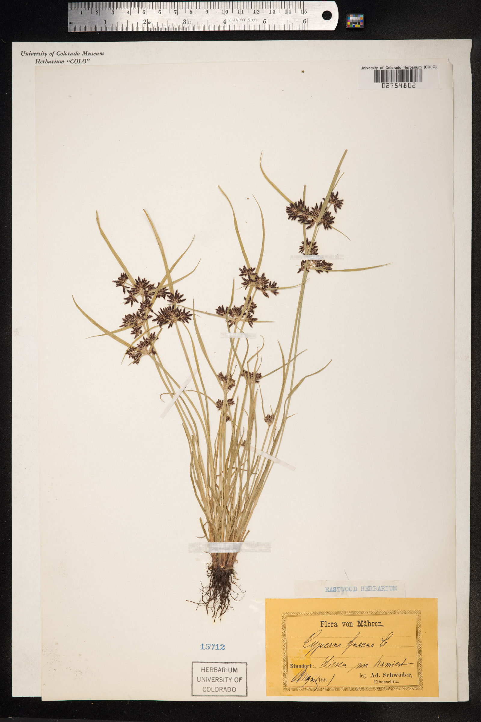 Cyperus fuscus image