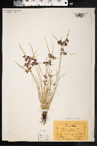 Cyperus fuscus image