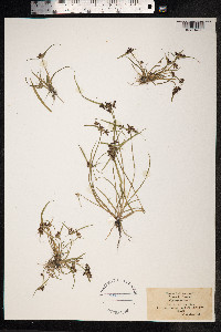 Cyperus fuscus image