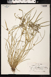 Cyperus fuscus image