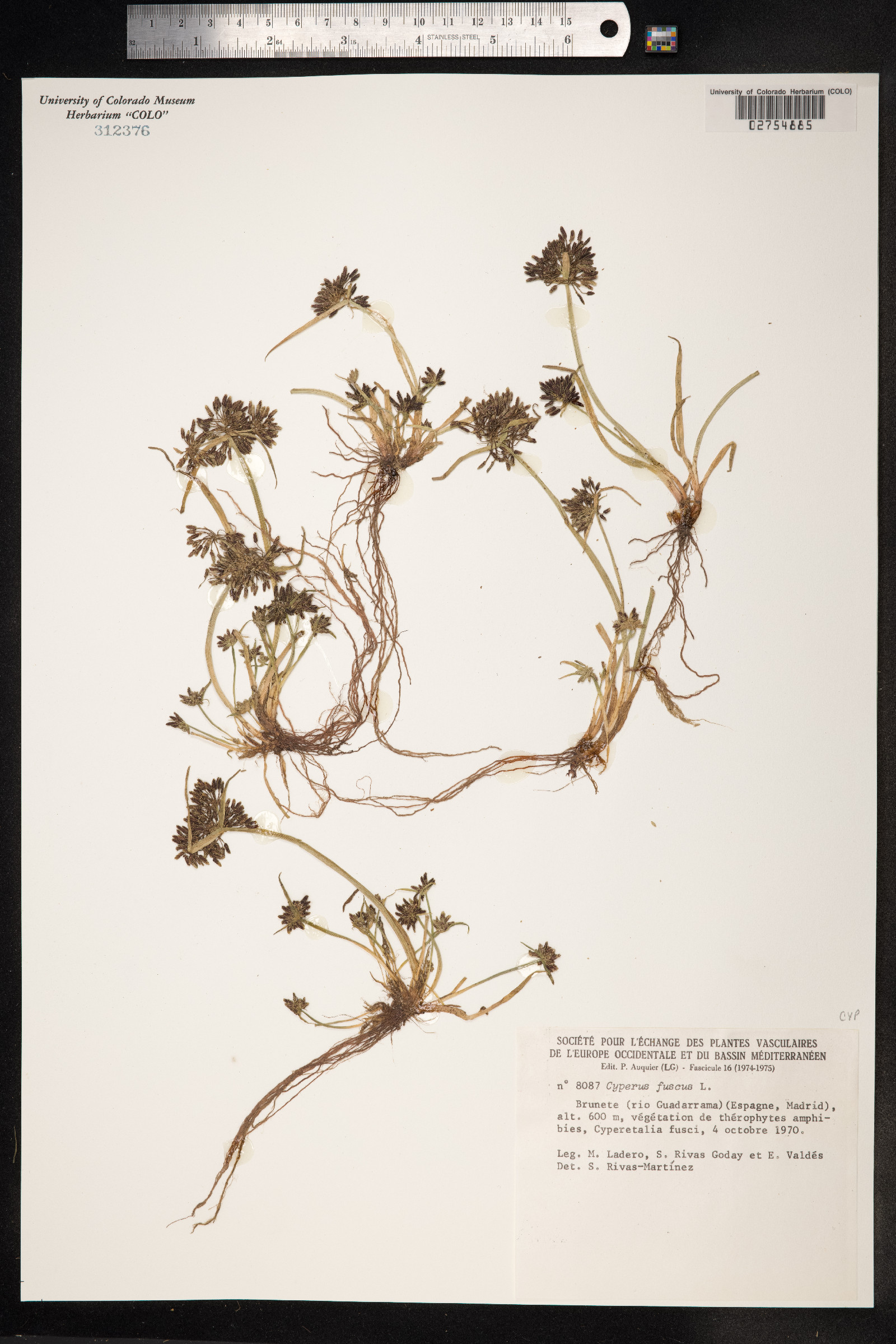 Cyperus fuscus image