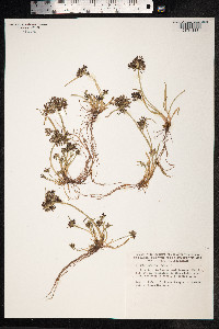 Cyperus fuscus image
