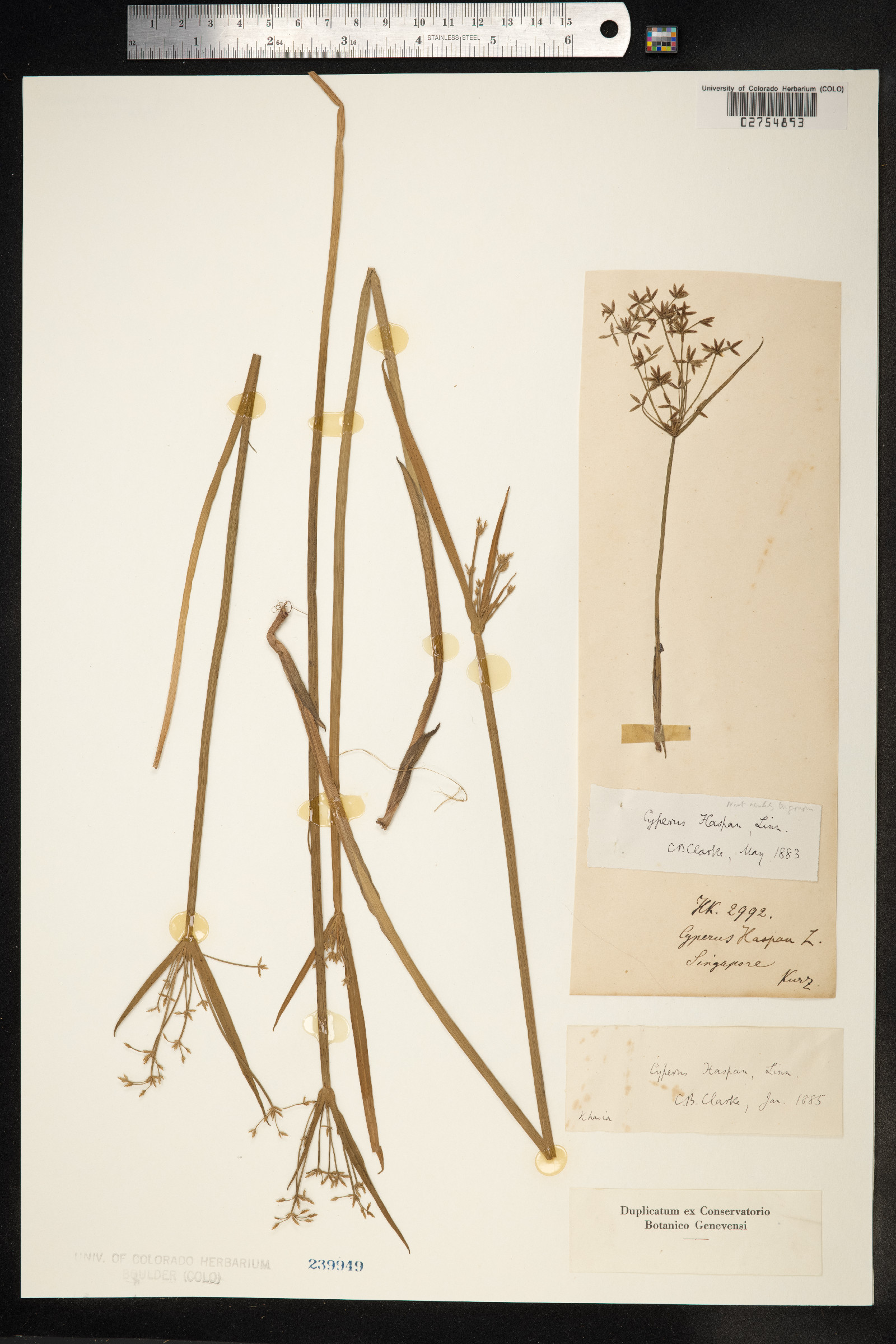 Cyperus haspan image