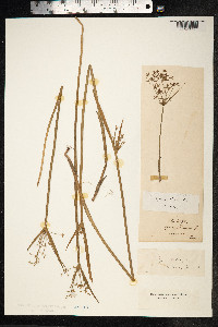 Cyperus haspan image
