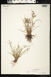 Cyperus haspan image