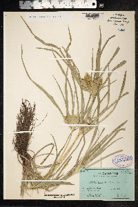 Cyperus hermaphroditus image
