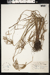 Cyperus iria image