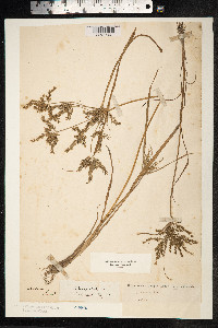 Cyperus iria image