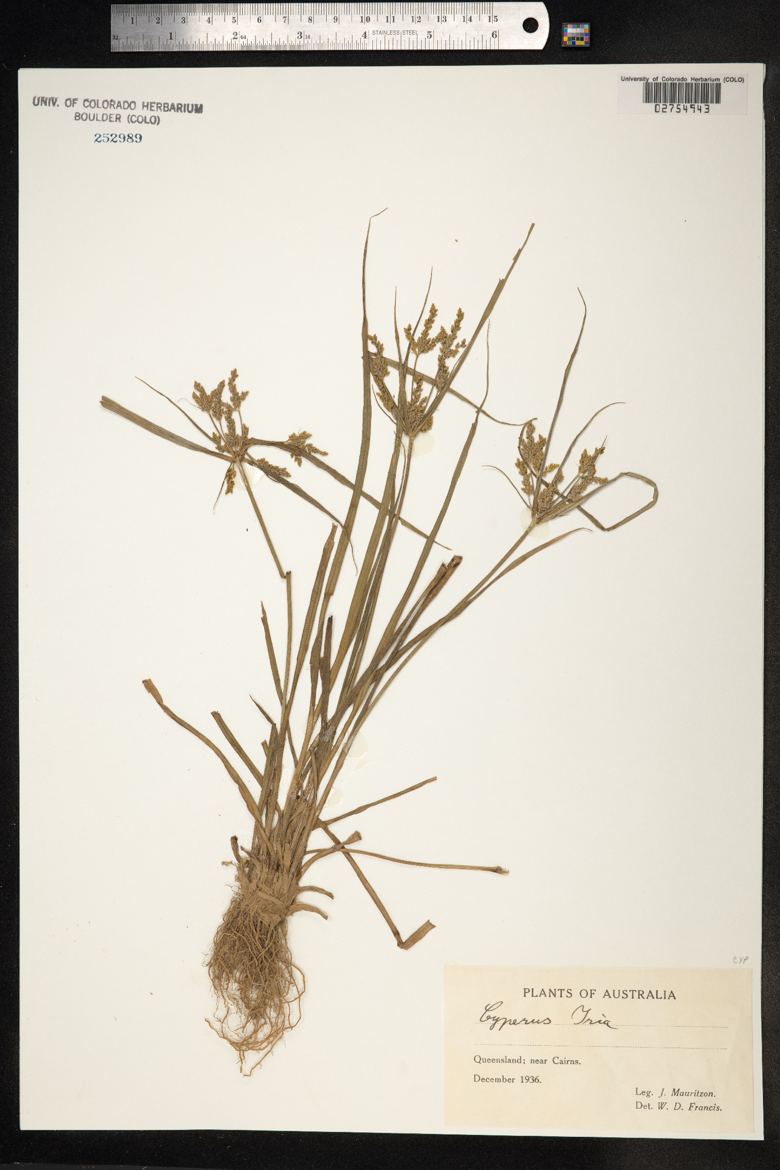 Cyperus iria image