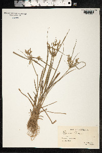 Cyperus iria image