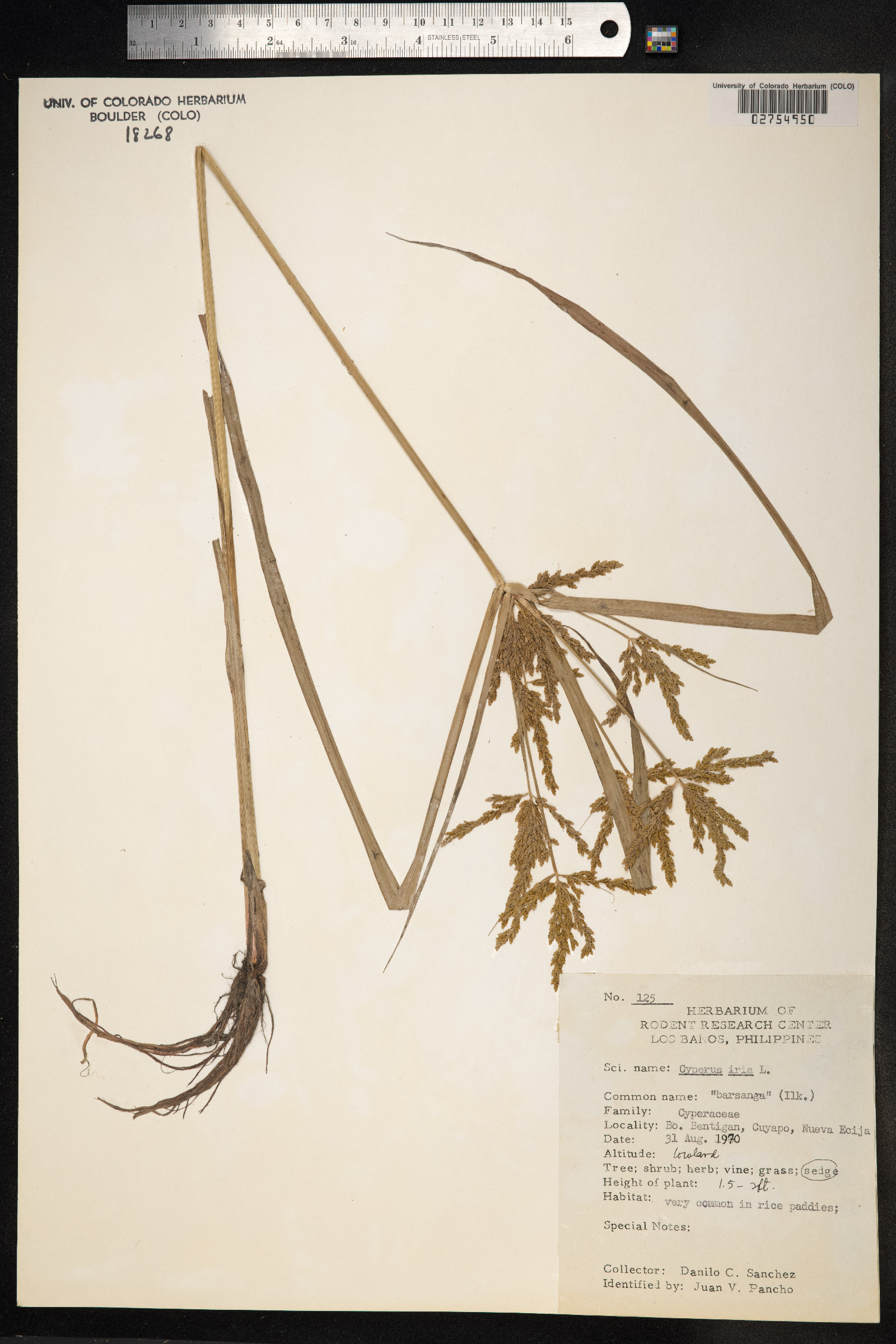 Cyperus iria image