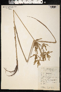 Cyperus iria image