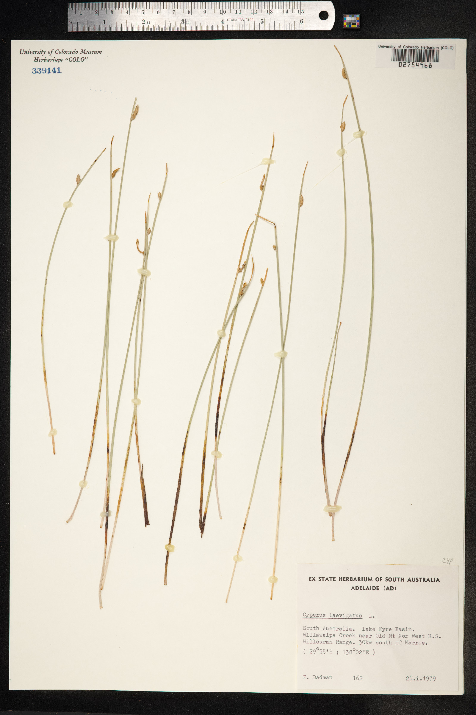 Cyperus laevigatus image
