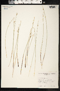 Cyperus laevigatus image