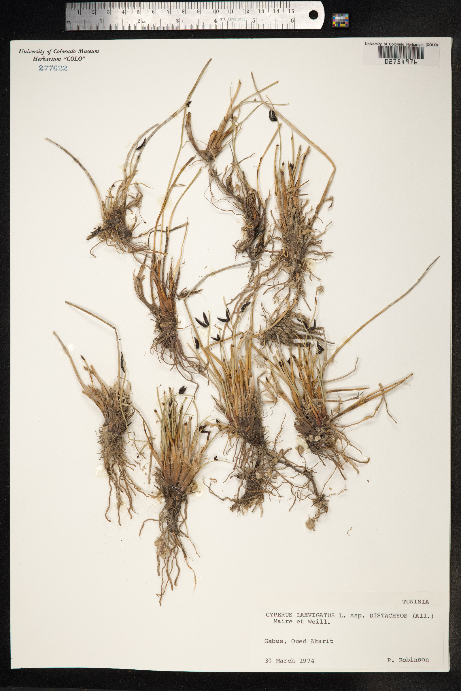 Cyperus laevigatus image