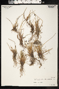 Cyperus laevigatus image