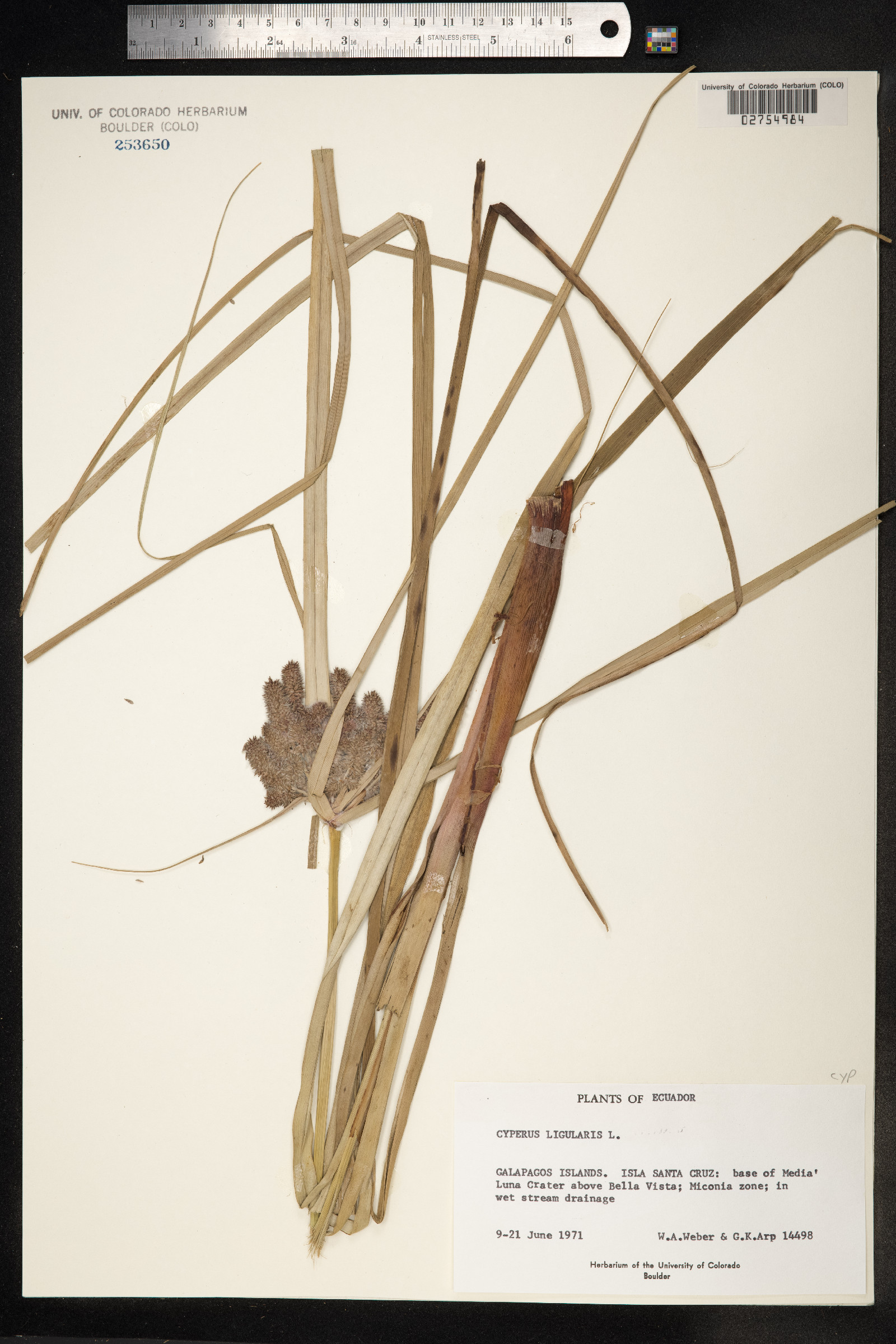 Cyperus ligularis image