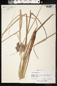 Cyperus ligularis image