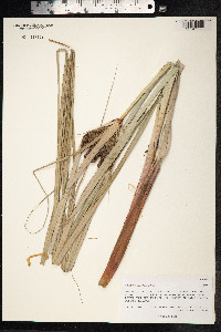 Cyperus ligularis image