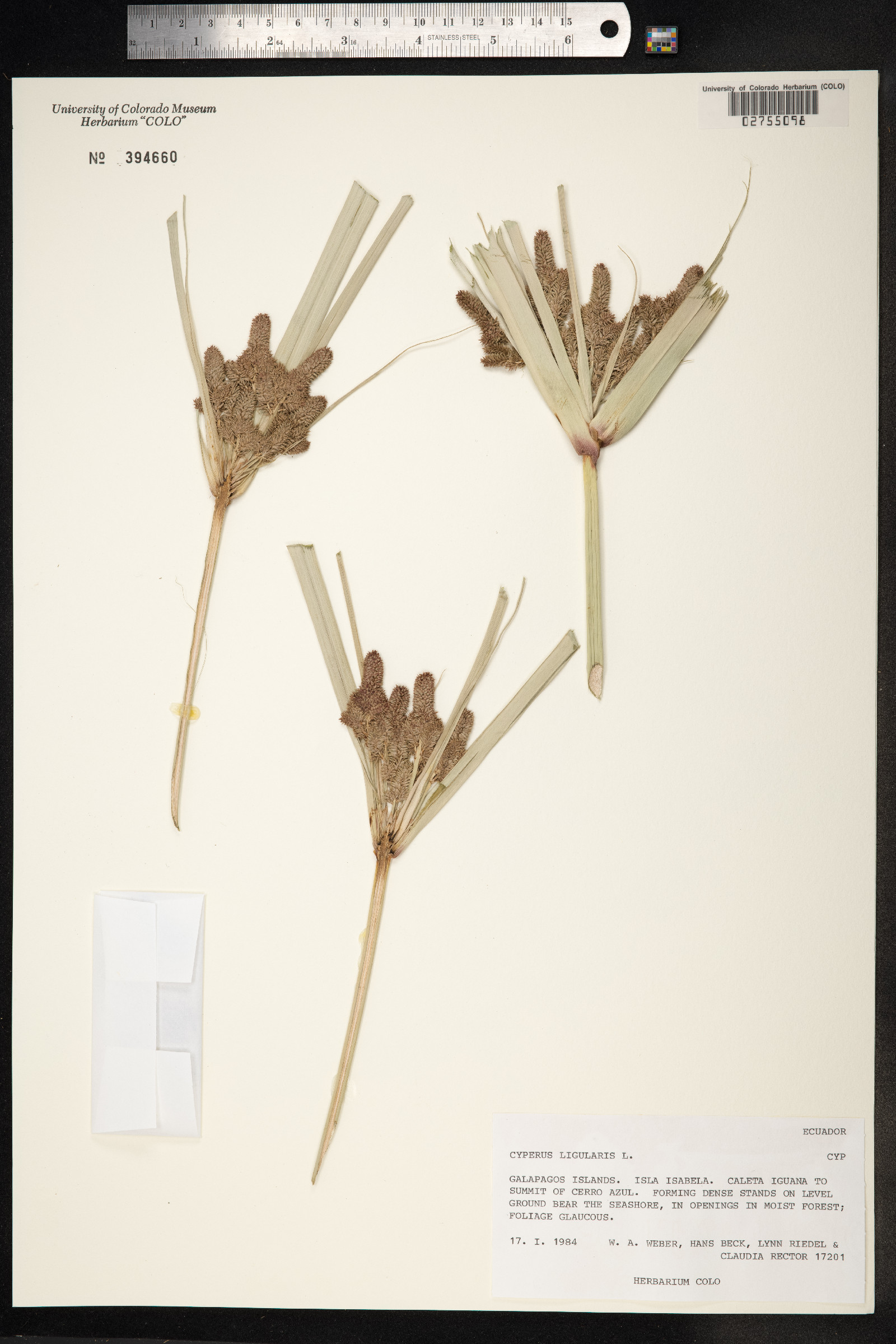 Cyperus ligularis image