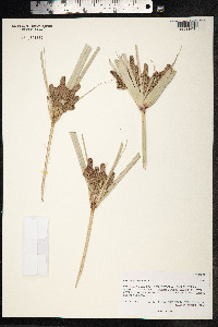 Cyperus ligularis image