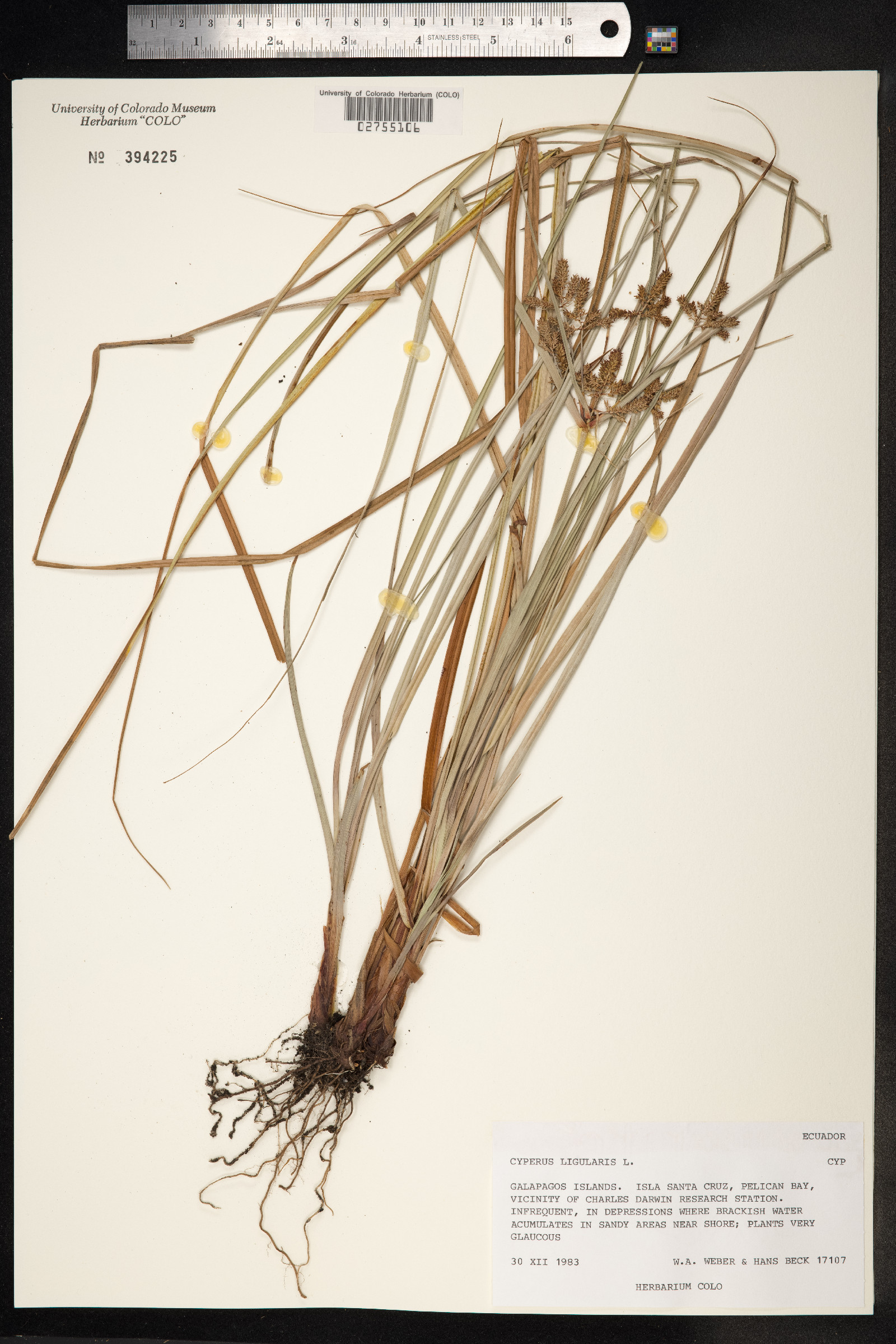 Cyperus ligularis image