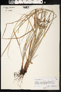 Cyperus ligularis image