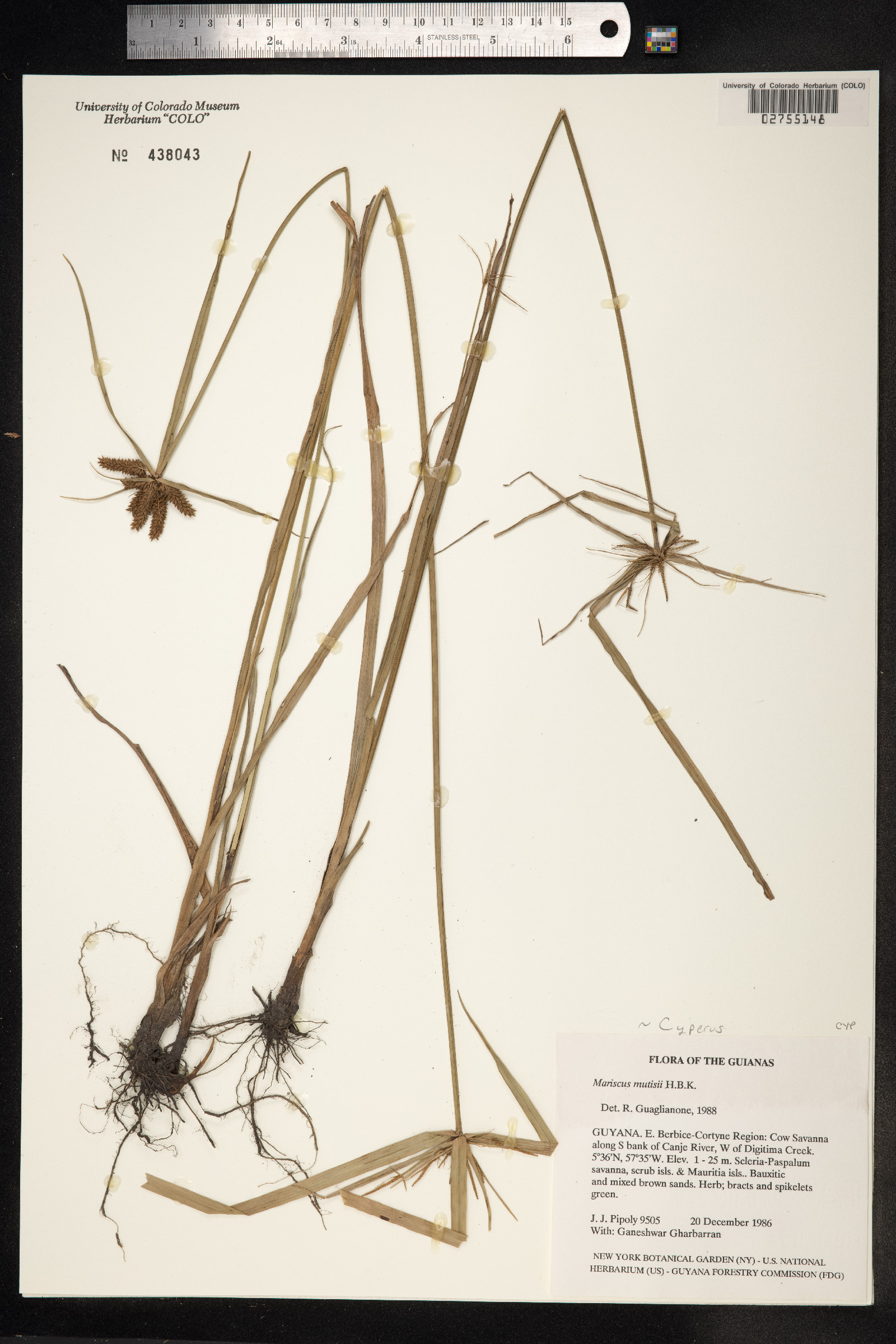 Cyperus mutisii image