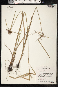 Cyperus mutisii image